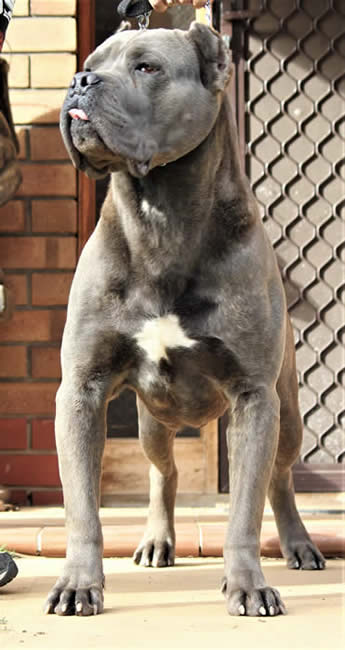 Vittorio Ducatti Di Sirmium Guard