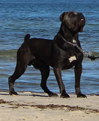 Vittorio Ducatti Di Sirmium Guard