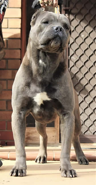 Vittorio Ducatti Di Sirmium Guard