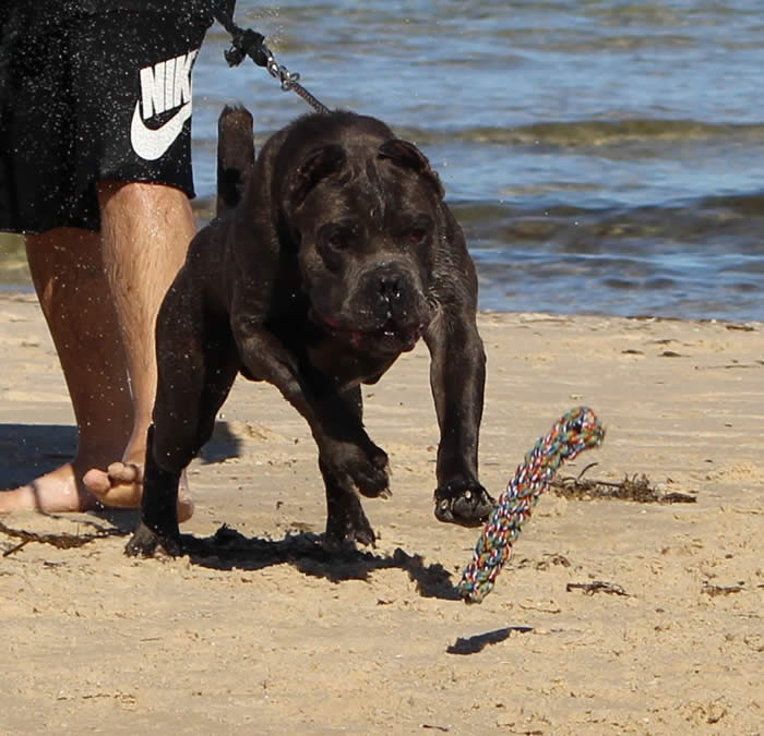 Vittorio Ducatti Di Sirmium Guard