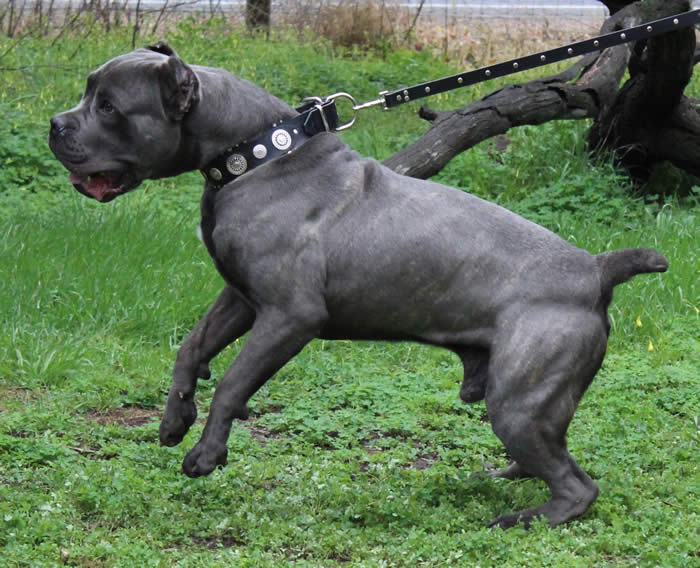 Vittorio Ducatti Di Sirmium Guard