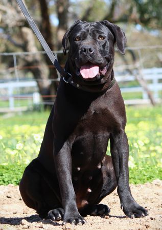 DDDawgs Bagheera