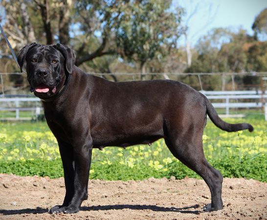 DDDawgs Bagheera