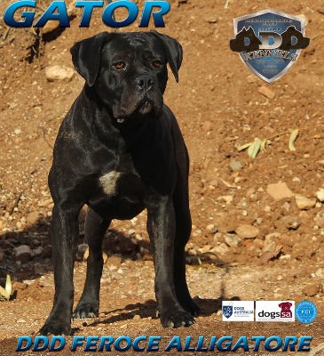 DDD FEROCE ALLIGATORE