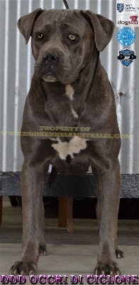 DDD OCCHI DEL CICLONE