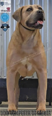 DDD TEMPESTA DI SABBIA