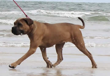 DDDawgs Burrasca Furiusa