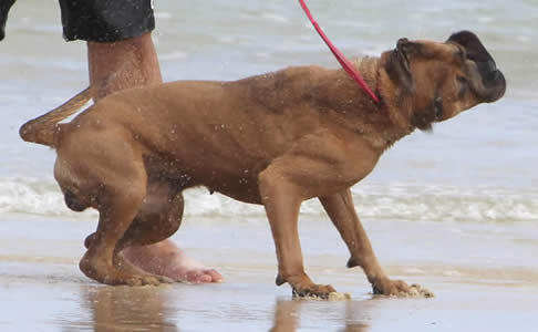 DDDawgs Burrasca Furiusa