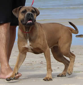 DDDawgs Burrasca Furiusa