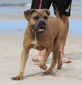 DDDawgs Burrasca Furiusa