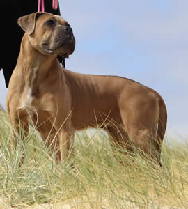 DDDawgs Burrasca Furiusa