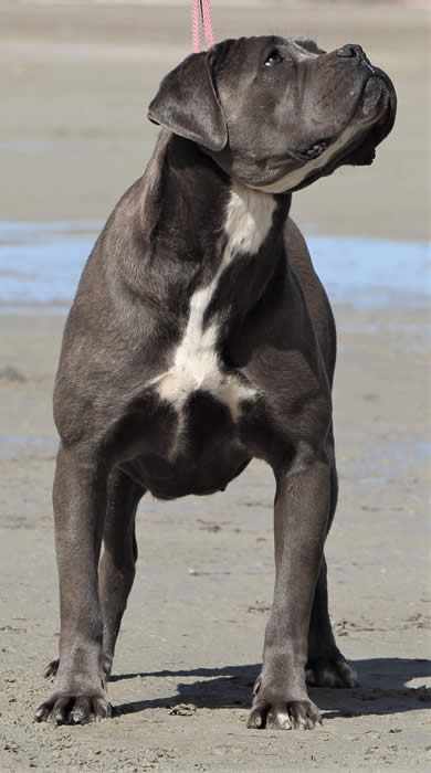 DDDawgs Stella Del Rock