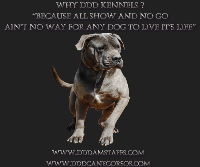 Aust. CH. Itacor Furio