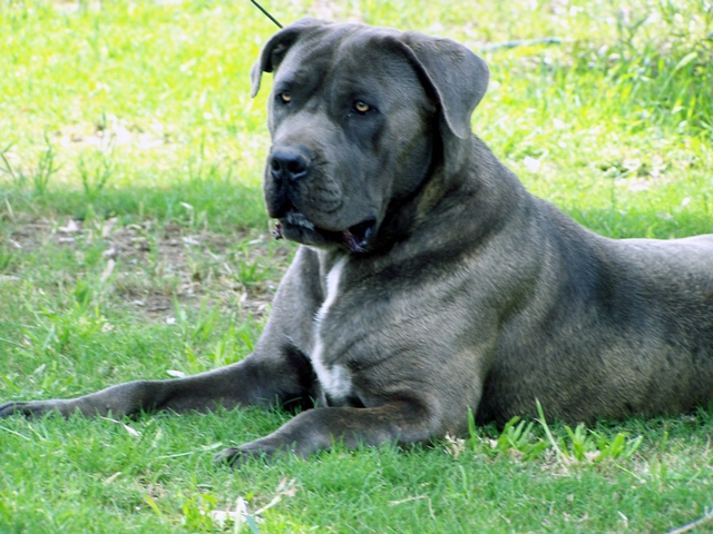 Aust. CH. Itacor Furio