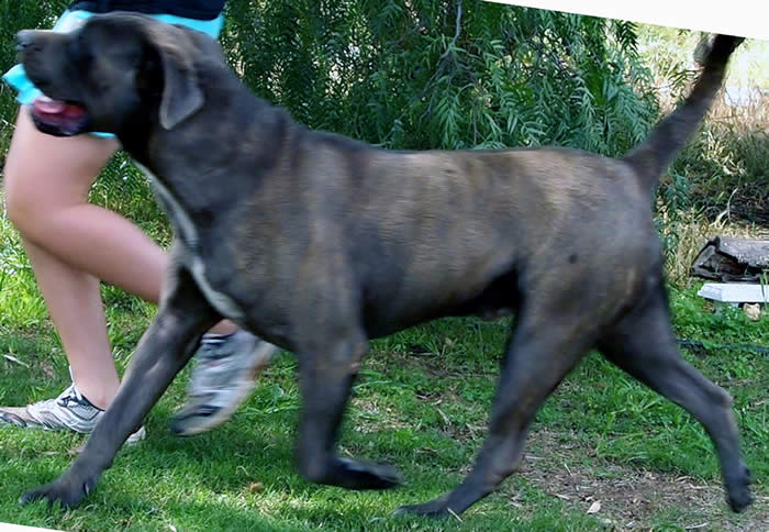 Aust. CH. Itacor Furio