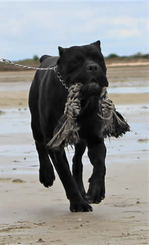 Rocco SF Sirmium Guard (Serbian Import)