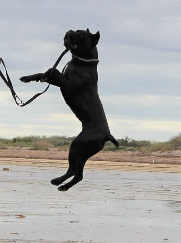 Rocco SF Sirmium Guard (Serbian Import)