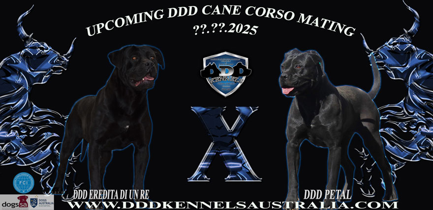 DDD EREDITA DI UN RE & DDD PETAL UPCOMING MATING