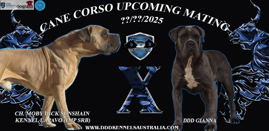 CH. MOBY DICK SUNSHAIN KENNEL LAPAVO (IMP SRB) & DDD GIANNA UPCOMING MATING