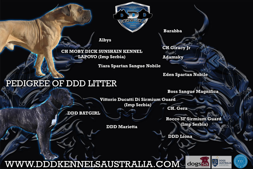 CH. MOBY DICK SUNSHAIN KENNEL LAPAVO (IMP SRB) & DDD BATGIRL UPCOMING MATING