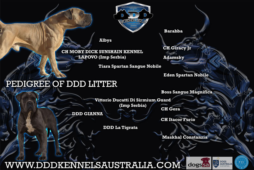 CH. MOBY DICK SUNSHAIN KENNEL LAPAVO (IMP SRB) & DDD GIANNA UPCOMING MATING