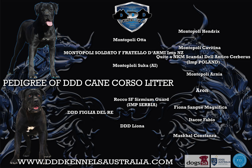 MONTOPOLI SOLDATO E FRATELLO D'ARMI (IMP NZ) & DDD FIGLIA DEL RE UPCOMING MATING