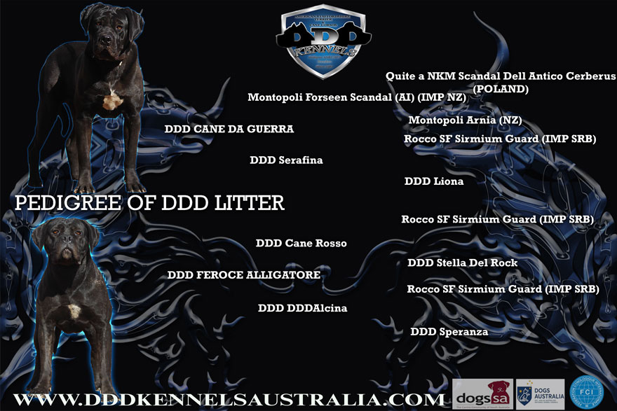 DDD CANE DA GUERRA & DDD FEROCE ALLIGATORE UPCOMING MATING