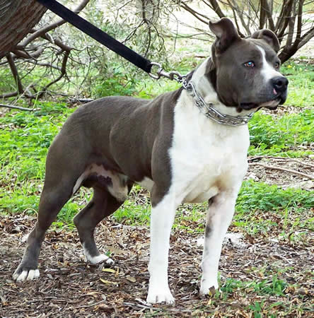 About Us DDD Kennels Australia