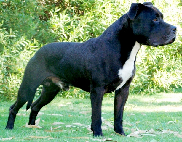 About Us DDD Kennels Australia