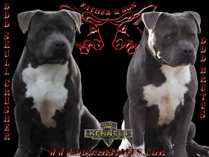 About Us DDD Kennels Australia