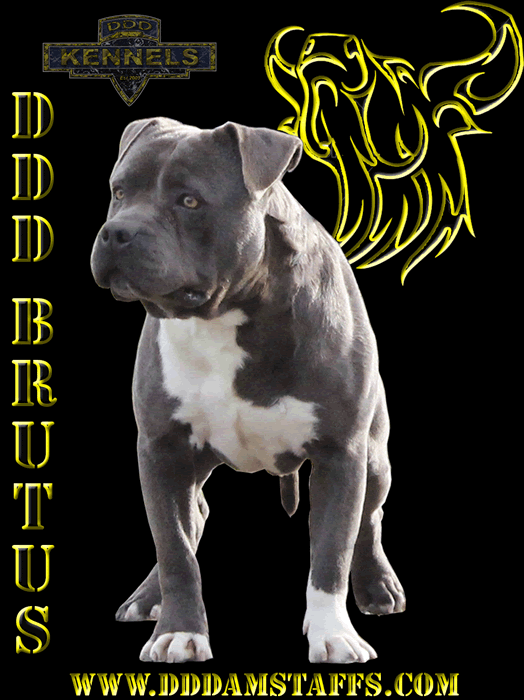 About Us DDD Kennels Australia