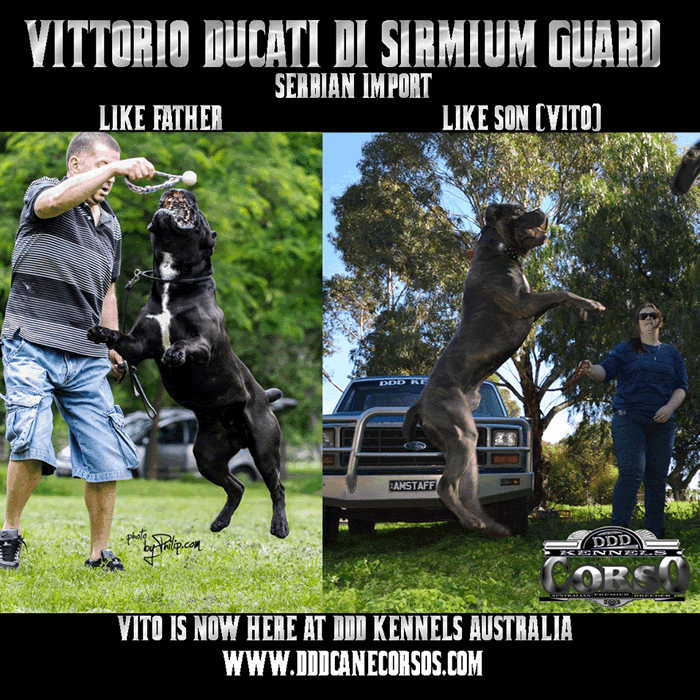 About Us DDD Kennels Australia