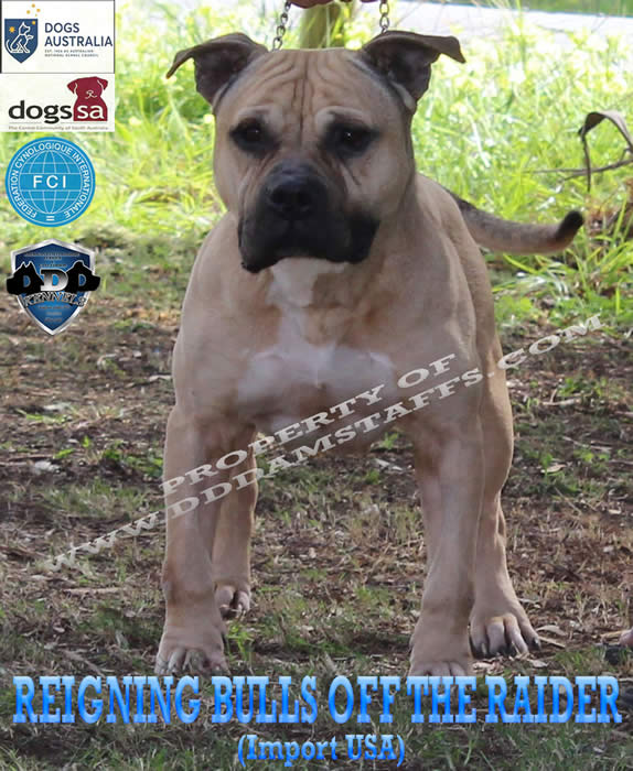 About Us DDD Kennels Australia