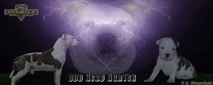 About Us DDD Kennels Australia